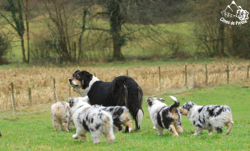 chiots en groupe