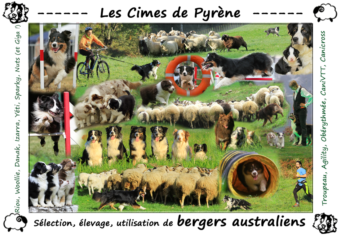Montage photo, bergers australiens : sélection, élevage, sports canins