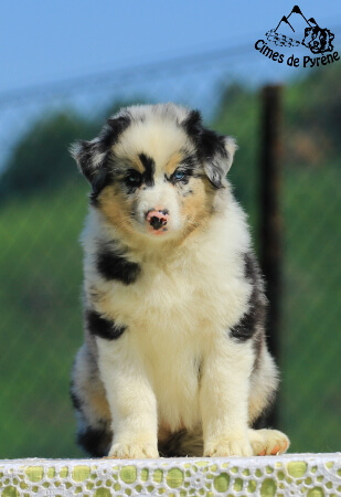 photo de WTCH ATCH-III Nikita