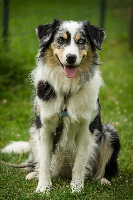photo de WTCH ATCH-III Nikita