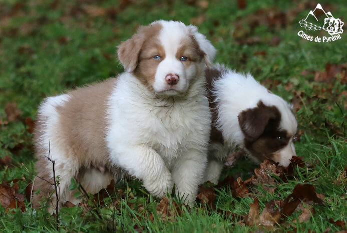 photo de V'Rocket