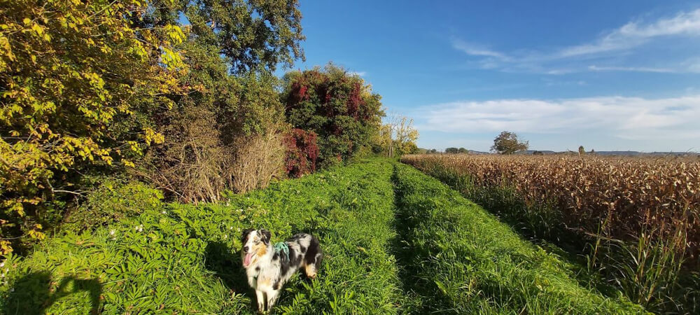 photo de Orchidée